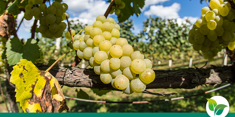 You are currently viewing Apport d&rsquo;engrais pour la vigne : Défis et Solutions