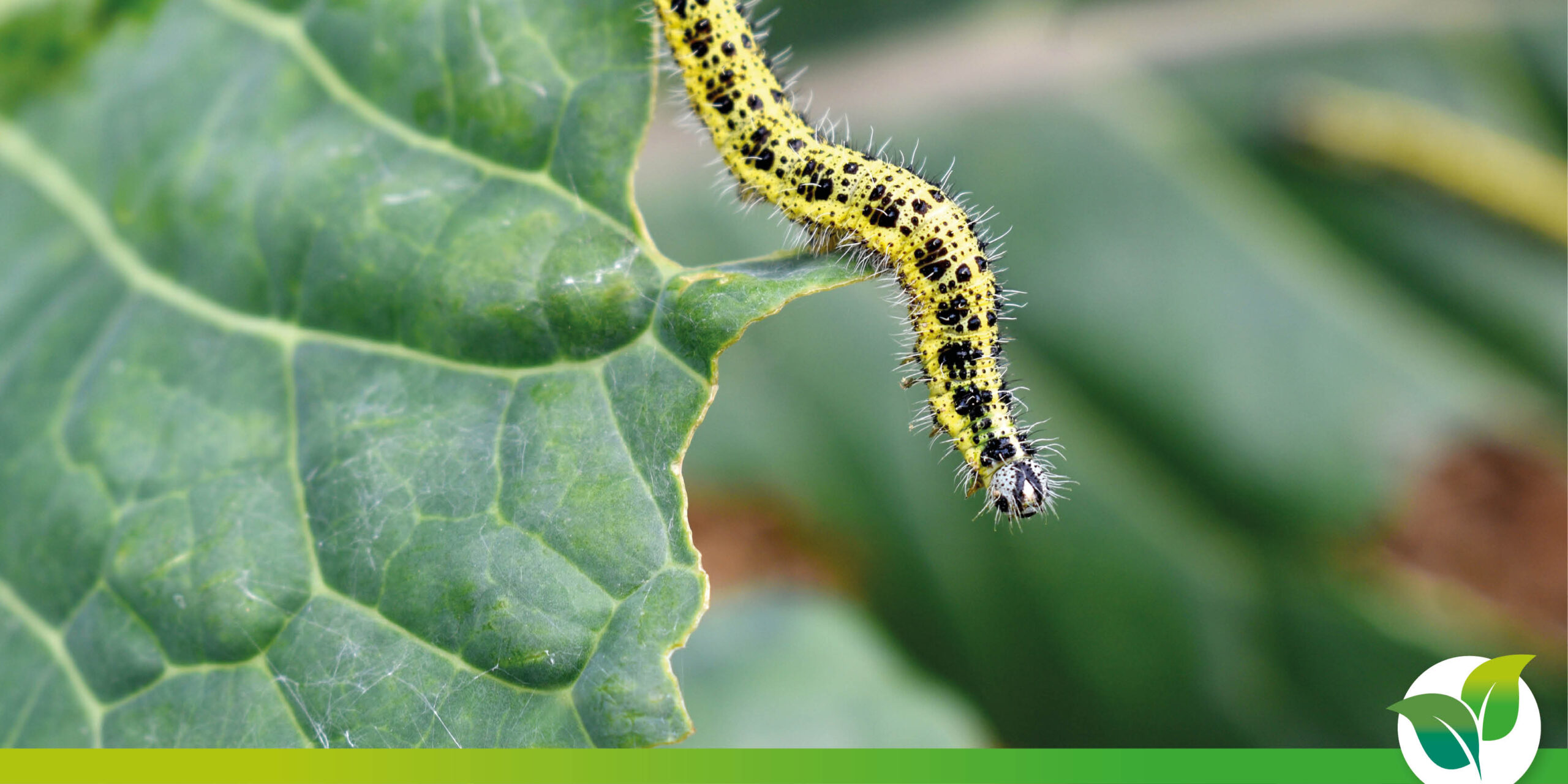 You are currently viewing Comment combattre les nuisibles dans l&rsquo;agriculture raisonnée ?